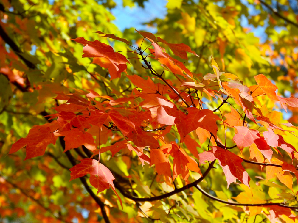 Photograph of red-orange fall leaves on a tree branch with yellow-green leaves and blue sky blurred in the background.